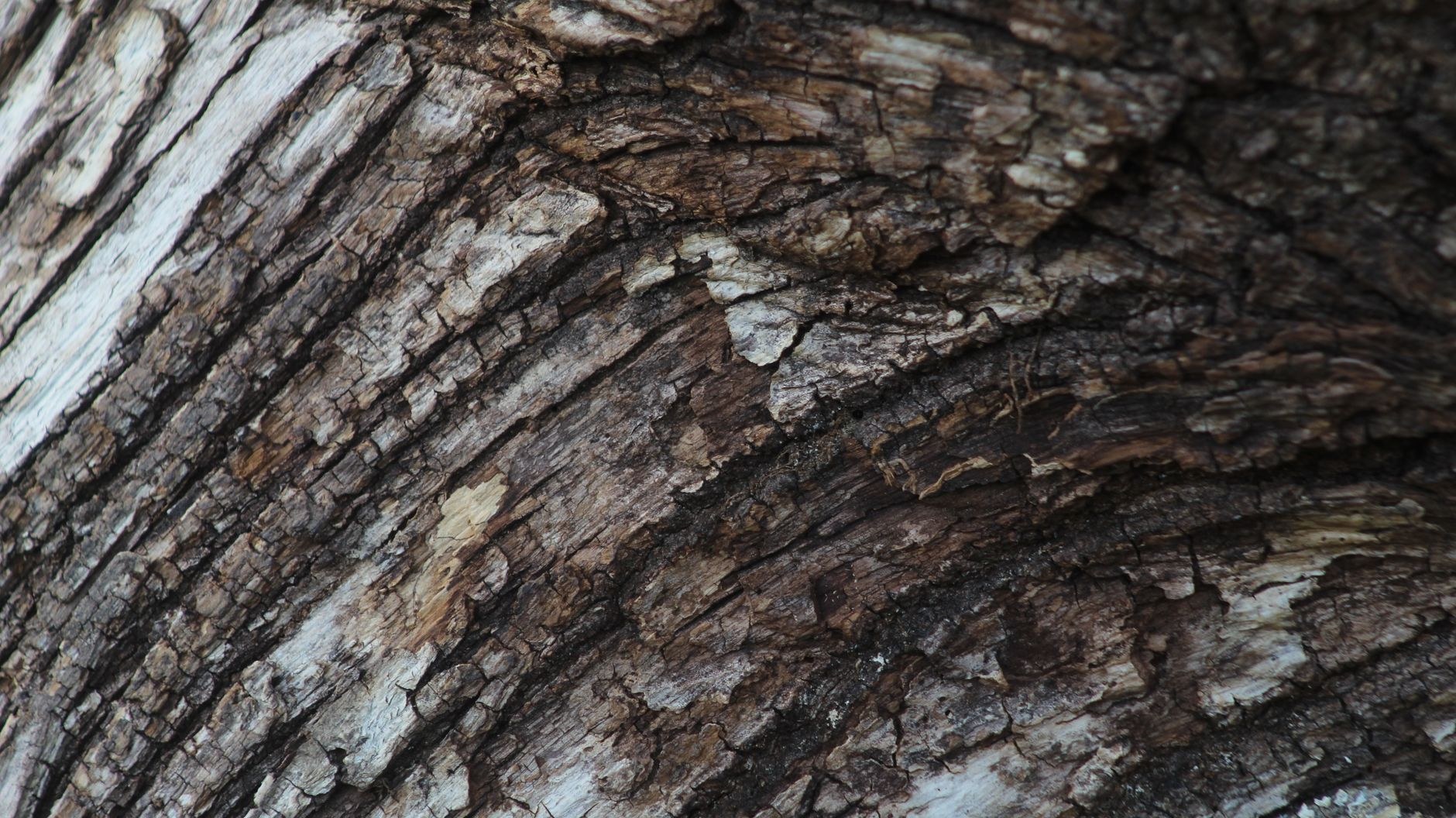 Detail of heavy bark on a mature trunk