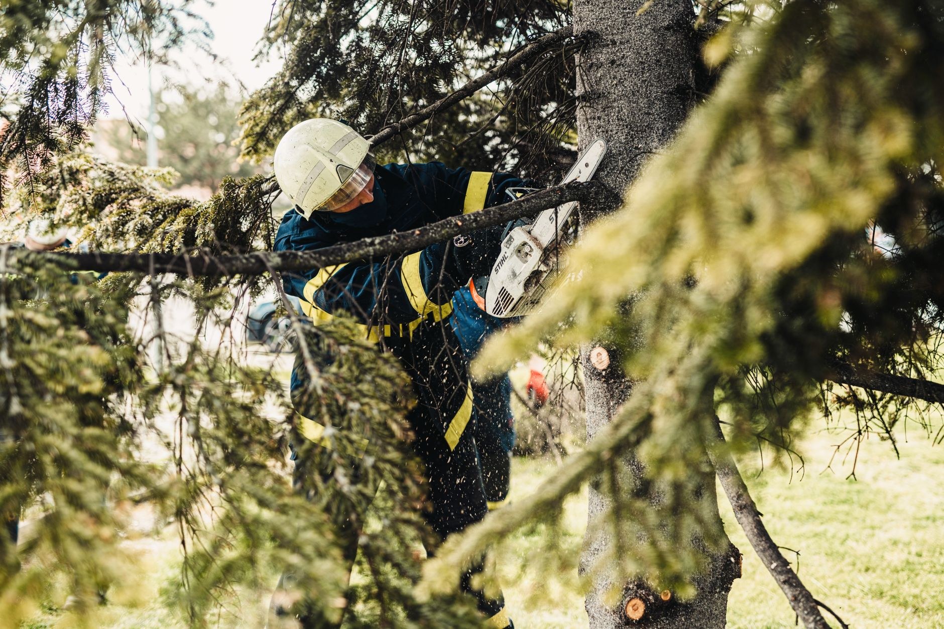 Tree Wolves crew making a controlled chainsaw cut