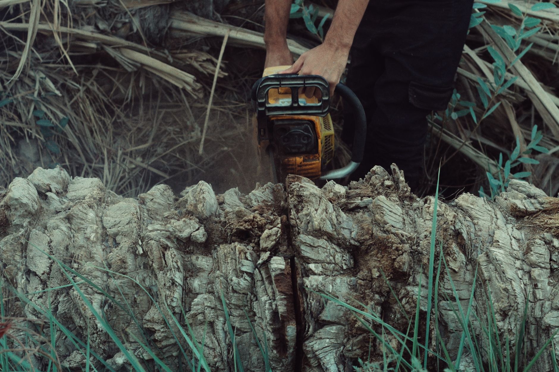 Chainsaw cutting through a heavy log section