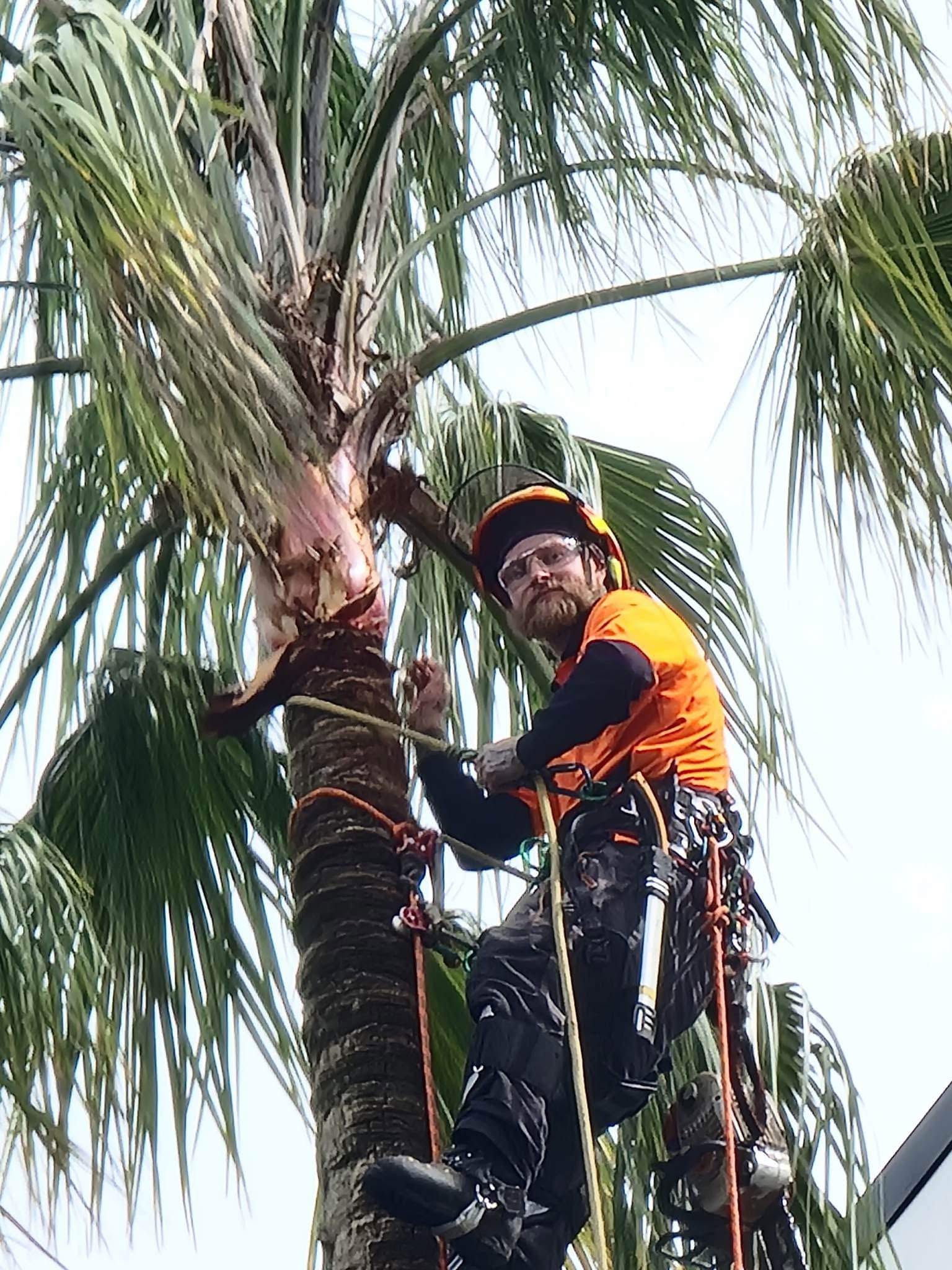 Tree Wolves arborist in orange hi-vis roped high in a palm during a removal