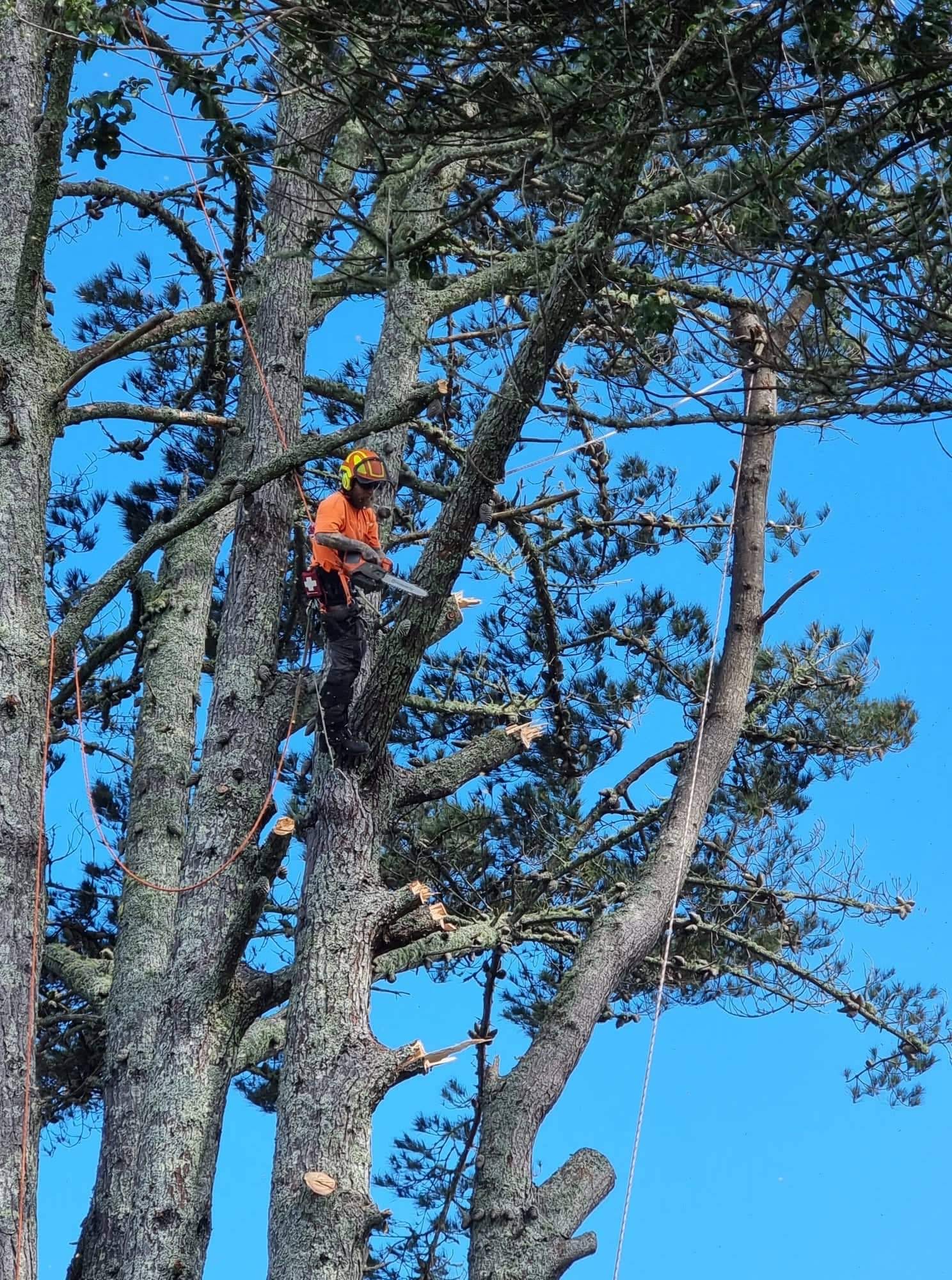 Climber roped high in a pine during a removal