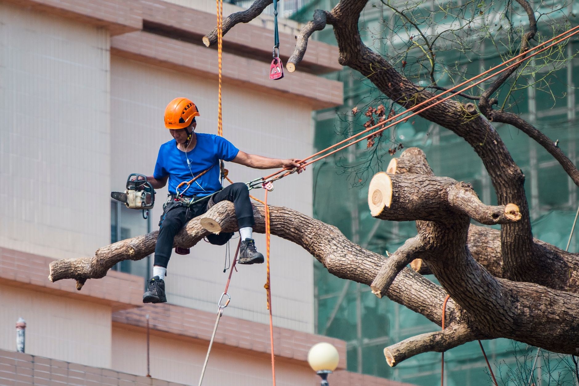 Tree Wolves climber roped up a tall bare trunk
