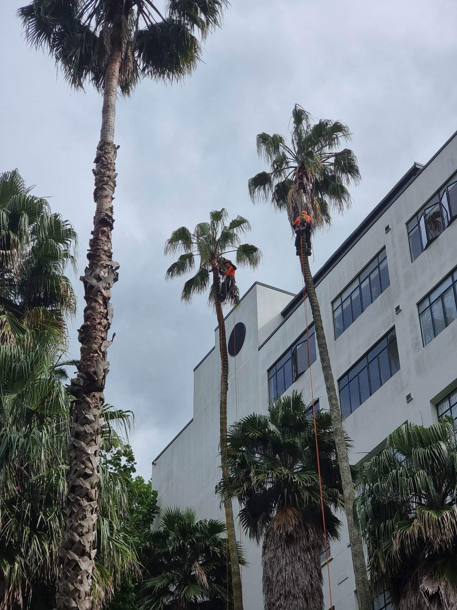 Overgrown tree before the crew started