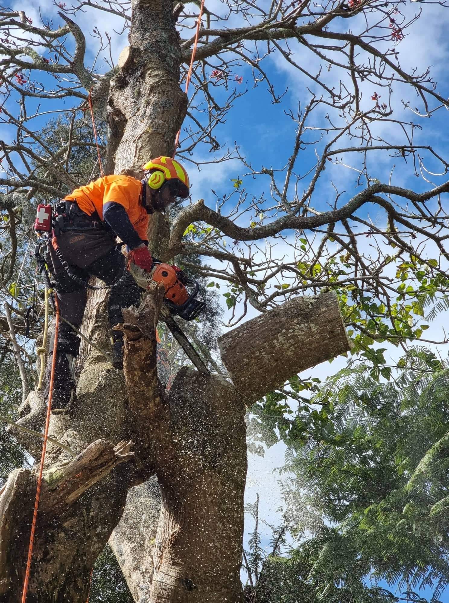 Rigging a large limb to lower it safely