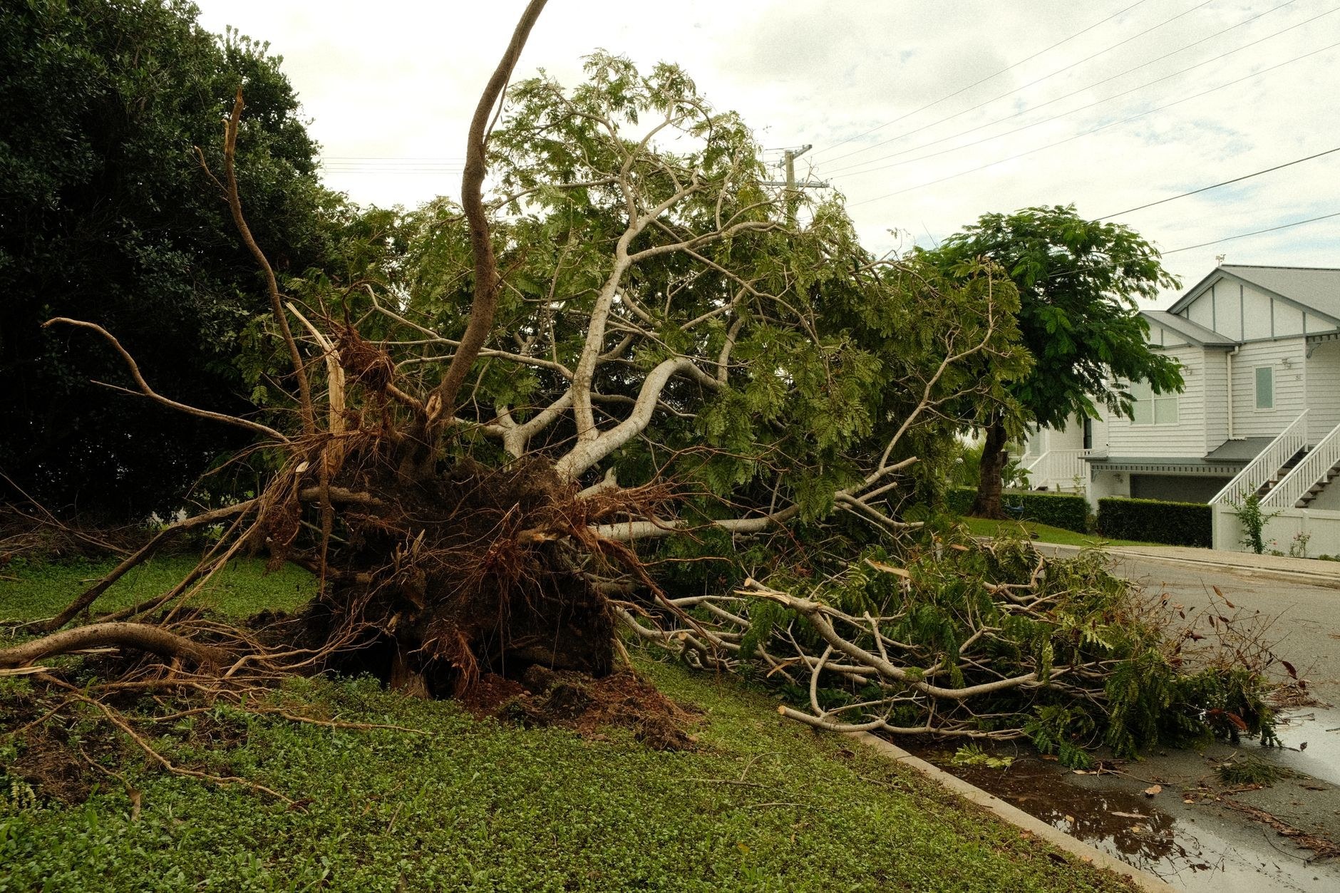 Storm-damaged tree brought down safely
