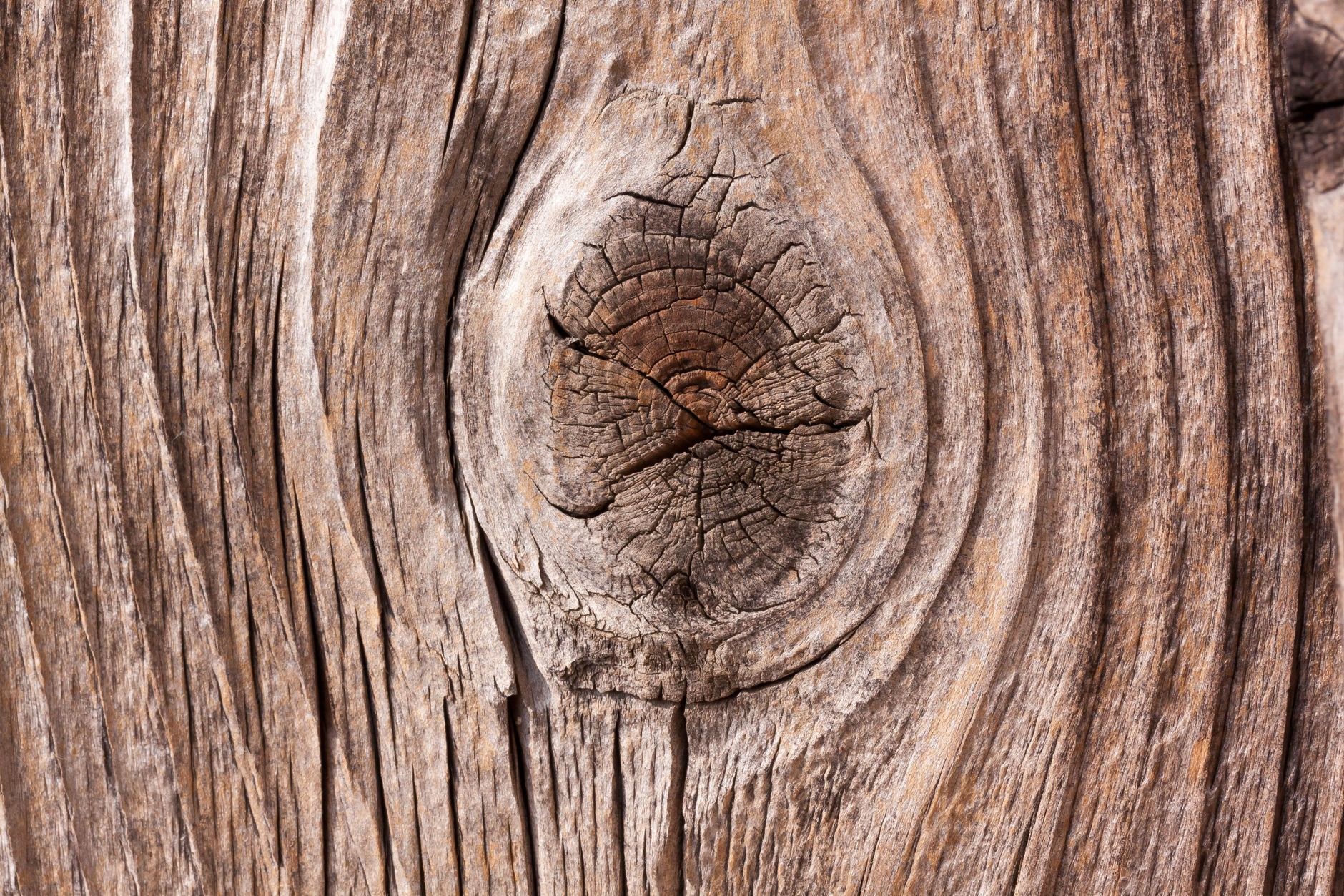 Knot and grain detail in cut timber