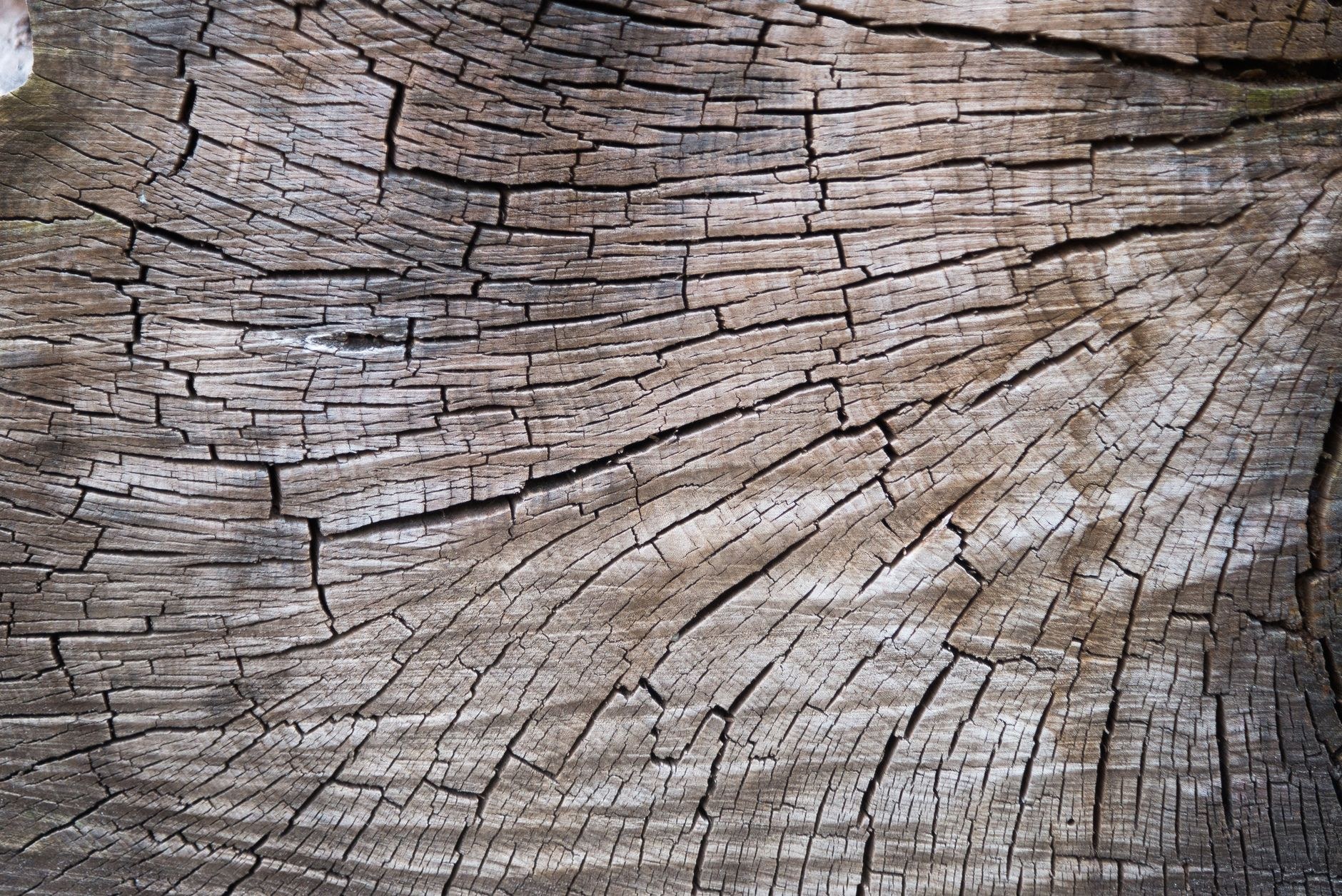 Fresh-cut wood grain on a felled section