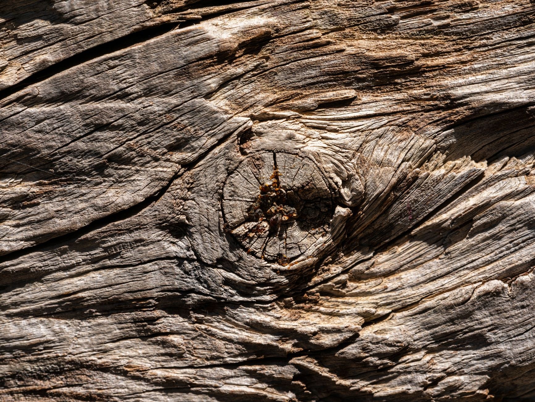 Close-up of growth rings on a cut log
